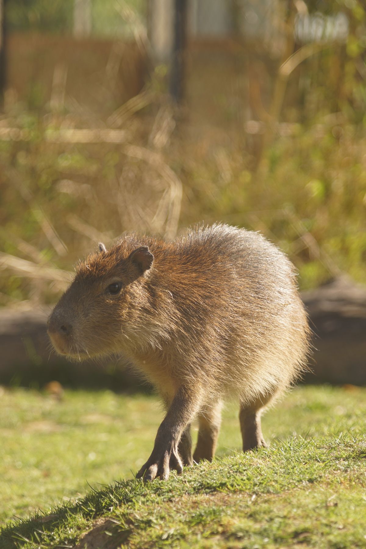 Capybara